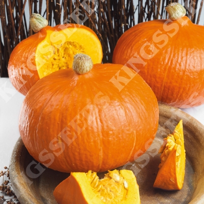 Picture of Winter Squash Uckiki Kuri (Trailing)